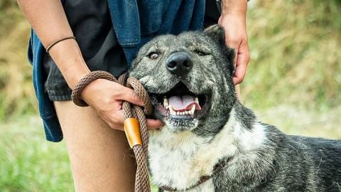 Kutyát a gyereknek: jó ötlet az örökbefogadás?