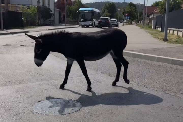 Csacsiság a Sas utcában, 2026., augusztus